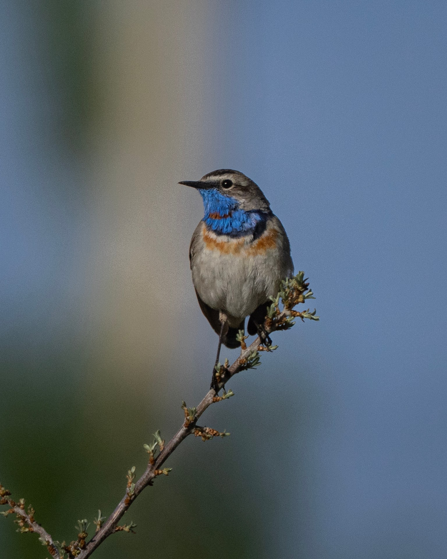 Bluethroat